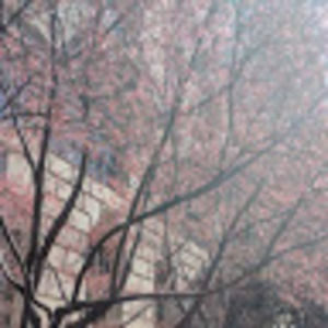 Meet your Posher, Dragons